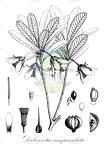 Dubouzetia campanulata