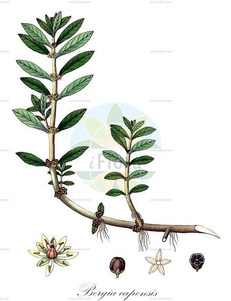 Bergia capensis