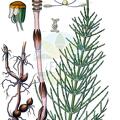 Equisetum arvense