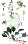 Pyrola rotundifolia