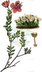Rhodothamnus chamaecistus