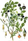 Vaccinium myrtillus