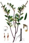Chamaedaphne calyculata