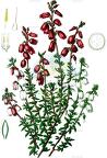 Daboecia cantabrica