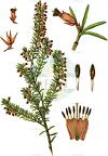 Erica carnea