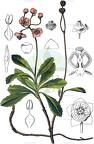 Chimaphila umbellata