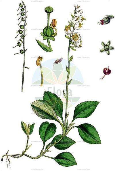 Orthilia secunda