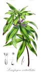 Leucopogon verticillatus
