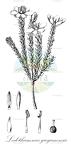 Ledothamnus guyanensis