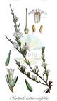 Pentachondra ericifolia