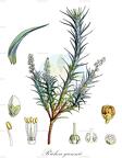 Richea gunnii