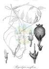 Rigiolepis uniflora