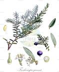 Trochocarpa gunnii