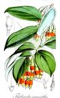 Thibaudia sarcantha