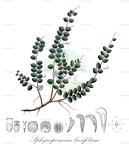 Sphyrospermum buxifolium
