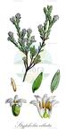 Styphelia ciliata