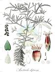 Acrotriche depressa