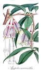 Agapetes macrantha