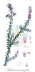 Andersonia simplex