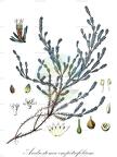 Androstoma empetrifolium