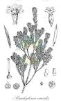 Brachyloma ericoides