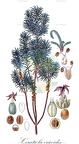 Ceratiola ericoides