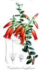 Ceratostema longiflorum