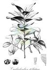 Craibiodendron stellatum