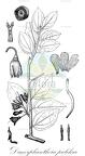 Dimorphanthera pulchra