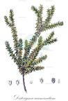 Disterigma acuminatum