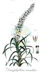 Dracophyllum secundum
