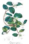 Epigaea repens