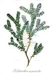 Lebetanthus myrsinites
