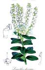 Leucothoe davisiae