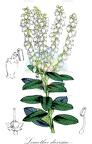 Leucothoe davisiae