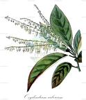 Oxydendrum arboreum