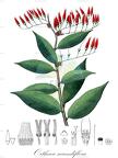 Orthaea secundiflora
