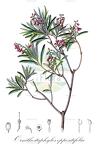 Ornithostaphylos oppositifolia