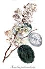 Zenobia pulverulenta