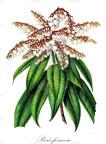 Pieris formosa