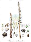 Pterospora andromedea