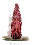 Sarcodes sanguinea