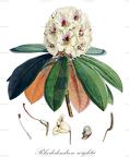 Rhododendron wightii