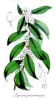 Lyonia jamaicensis
