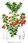 Plutarchia coronaria