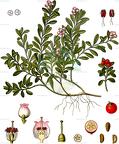 Arctostaphylos uva-ursi