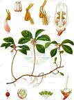 Gaultheria procumbens
