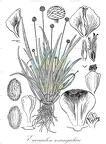 Eriocaulon sexangulare