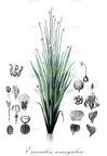 Eriocaulon sexangulare