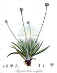 Paepalanthus ensifolius